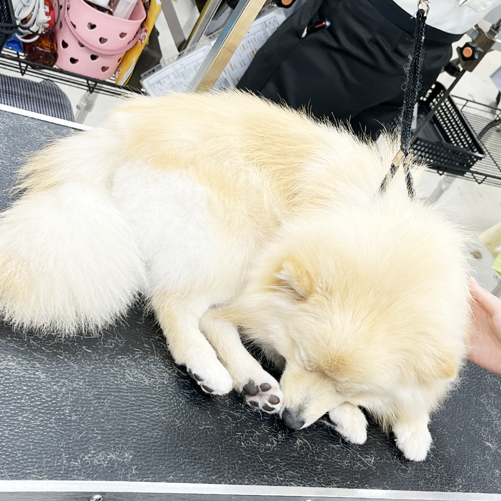 かわいいお客様！